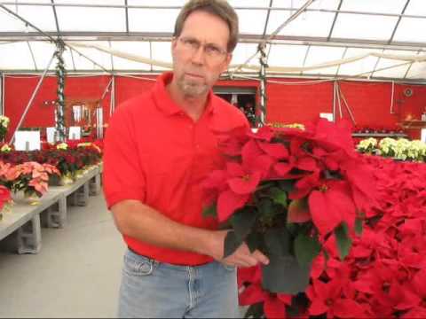 how to transplant a poinsettia to your garden