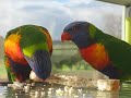 Next in the David Attenborough Series: Lorikeets Next in the David Attenborough Series: Lorikeets