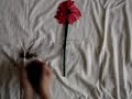 FAITFUL.wmv FAITFUL.wmv