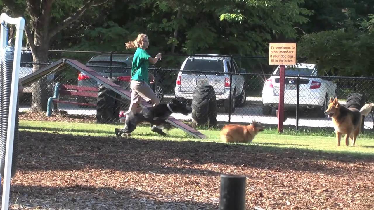 Julington Creek Animal Hospital