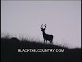 30 inch Blacktail and More 30 inch Blacktail and More