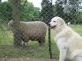 Kuvasz