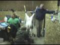 videos de Breeding Methods