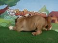 English And French Bulldogs For Sale!!! / www.bullcanes.net