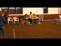 videos de Nikon LEAP Agility Trial March 2009