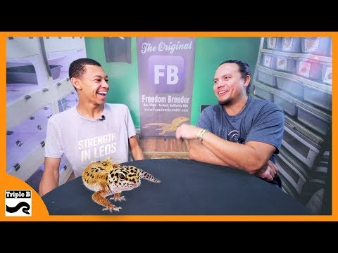 YouTube reptile video