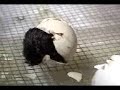 Chicks Hatching
