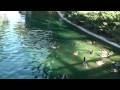 videos de Rose Hills Memorial - Migratory Birds - HD version