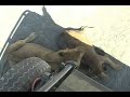 Lions Under Our Car