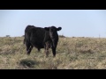 Genomic use in the beef industry