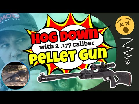 Pigman Shoots Pig in Brain with Gamo Air Rifle!!