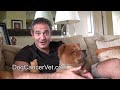 Dog Cancer Biopsy Results: Cancer-Free