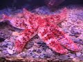 Estrella de Mar: Coscinasterias tenuispina