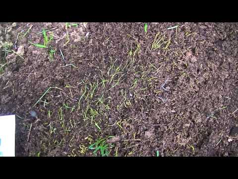 how to fertilize irish moss