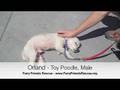 Orland - Furry Friends Rescue