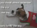 the star dog-nikko
