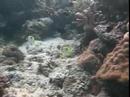 Sulawesi 1  Bunaken