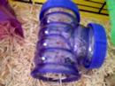 [iG] Snowy The Dwarf Hamster