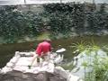 day at the duck pond