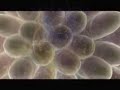 528 HZ - Miracle