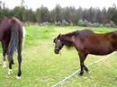 Princesa, Blancanieves y Ninfa