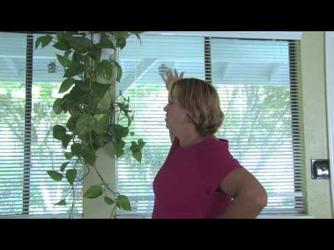 how to care indoor plants