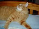 my-cat-loves-ddr.html