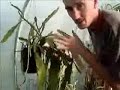 How to Prune and Take Cuttings
