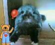 videos de Coniglietto Panzerotto