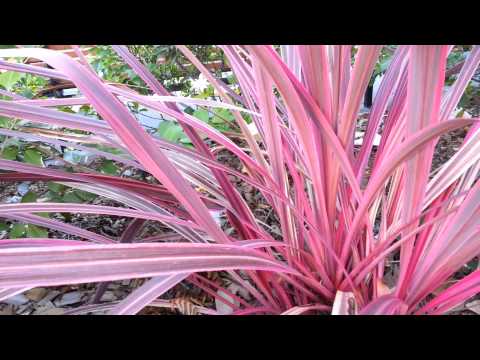 how to care for cordyline australis