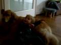 videos de Jack and Bea Lovefest, part 2