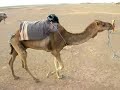 Camel Train Camel Train