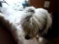 Antiguo Perro Pastor Inglés video