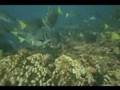 videos de Galapagos