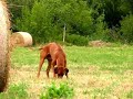 Ridgeback digging for a mole