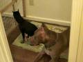 videos de Ceasar & Brinks on Patrol