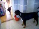 Heinz is playing Heinz is playing