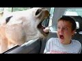 Funniest and most hilarious moments on Earth that can make anyone laugh - Funny compilation Funniest and most hilarious moments on Earth that can make anyone laugh - Funny compilation