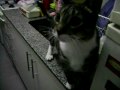 SIMON EL GATOTE