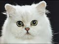 chat marrant