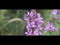 Kattenstaartdikpoot bezoekt bloemen, Melitta nigricans