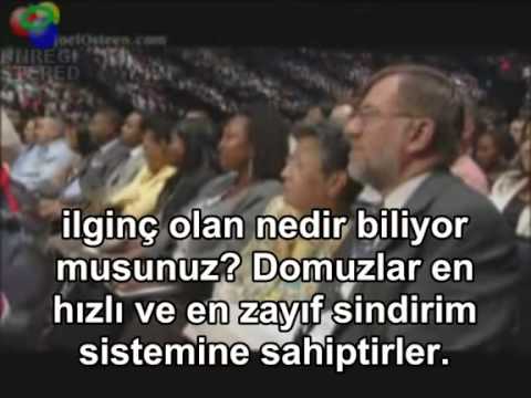 domuz