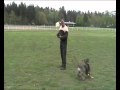 Elfe vom Black Power - Working-Dog.eu.rv