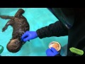 Otter 501 Tries Solid Food