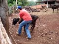 duençaá-Bagua Jatai
