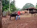 duençaá-Bagua Jatai