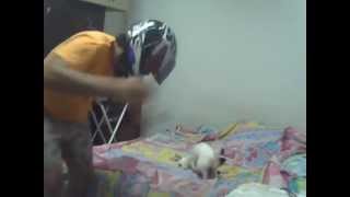 ฮาเล็ม เชค น้องหมาสุดน่ารัก!! 