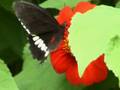 the bear, butterfly and lake_0001.wmv