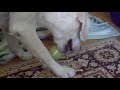 Click here to watch this video Nala wspomnienia