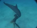 The Explorers